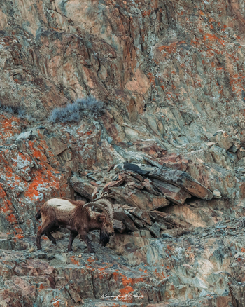 Drenmo Lodge Drenmo Lodge: Steinbock