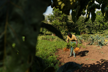 Gibb's Farm: Mitarbeiter mit Karotten