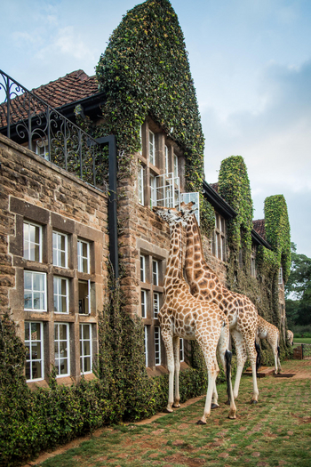 Giraffe Manor: Giraffenerlebnis