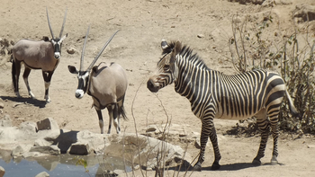 Hobatere Lodge: Zebra und Oryx