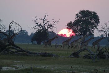 Imvelo Safaris Imvelo Safaris: Giraffenherde bei Sonnenuntergang
