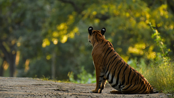 Kaav Safari Lodge: Tiger auf der Piste