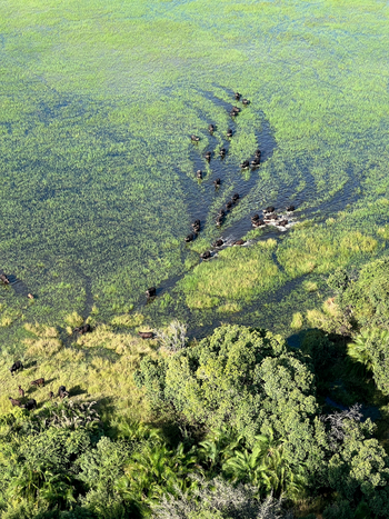 Kala Camp: Büffel im tiefen Wasser