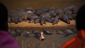 Kandili Camp: Nilpferdkolonie