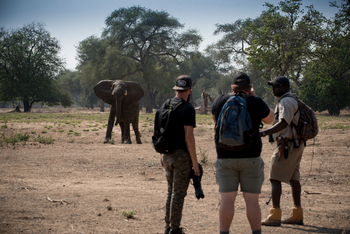 Kanga Camp: Elefant und Guide mit Gruppe