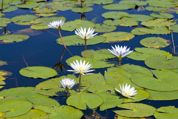 Karangoma Camp: Seerosen