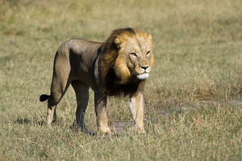 King's Pool Camp King's Pool Camp: Löwenmännchen