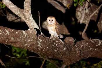 Konkamoya Lodge: Barn Owl