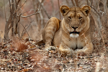Konkamoya Lodge: Ruhende Löwin