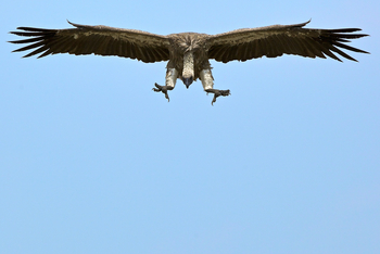 Konkamoya Lodge: White-backed Vulture - Gyps africanus