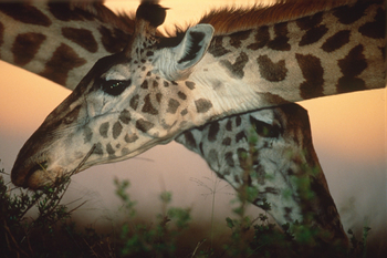 Kwara Camp Kwara Camp: Giraffenkampf