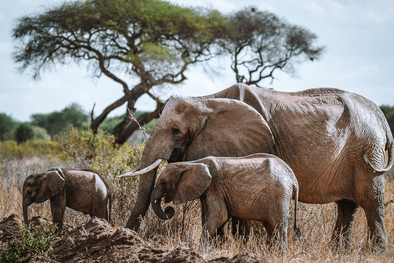 Lemala Mpingo Ridge Lodge: Elefantenfamilie