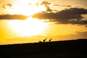 Mara Toto Tree Camp: Giraffen am Hang