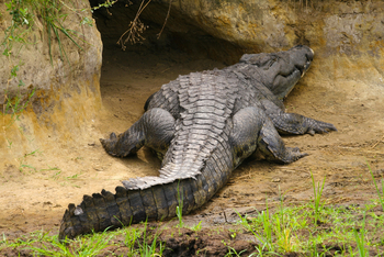 Mbali Mbali Katavi Camp: Krokodil vor seiner Höhle