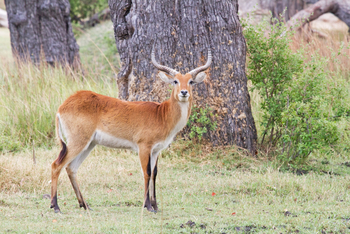 Moremi Game Reserve: Red Lechwe