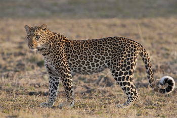 Mukambi Safari Lodge: Leopard
