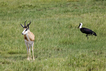 Mushara Game Drive: Hoher Springbock und Wollhalsstorch