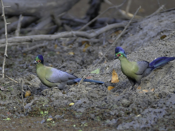 Mvuu Lodge: Purple-Crested Turaco
