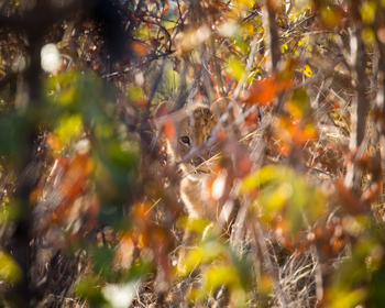 Ntemwa Busanga Bushcamp Ntemwa Busanga Bushcamp: Löwenbaby im Dickicht
