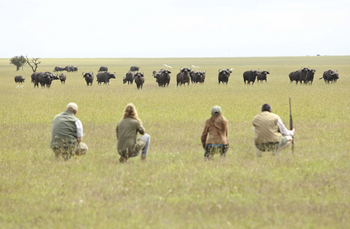 Ol Pejeta Bush Camp: Büffelbegegnung