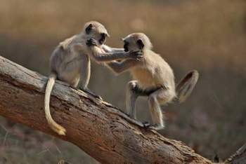 Pench Tree Lodge Pench Tree Lodge: Graulanguren