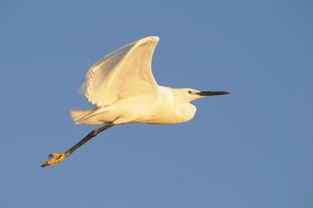 Roho ya Selous Camp: Seidenreiher