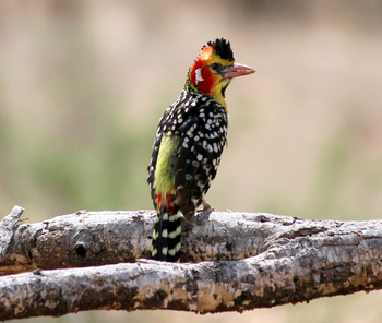 Saruni Samburu: Crested Barbet