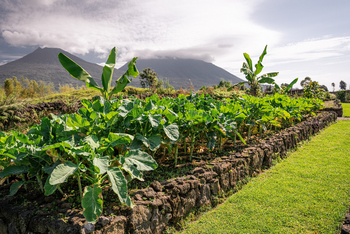 Singita Kwitonda Lodge: Bananen
