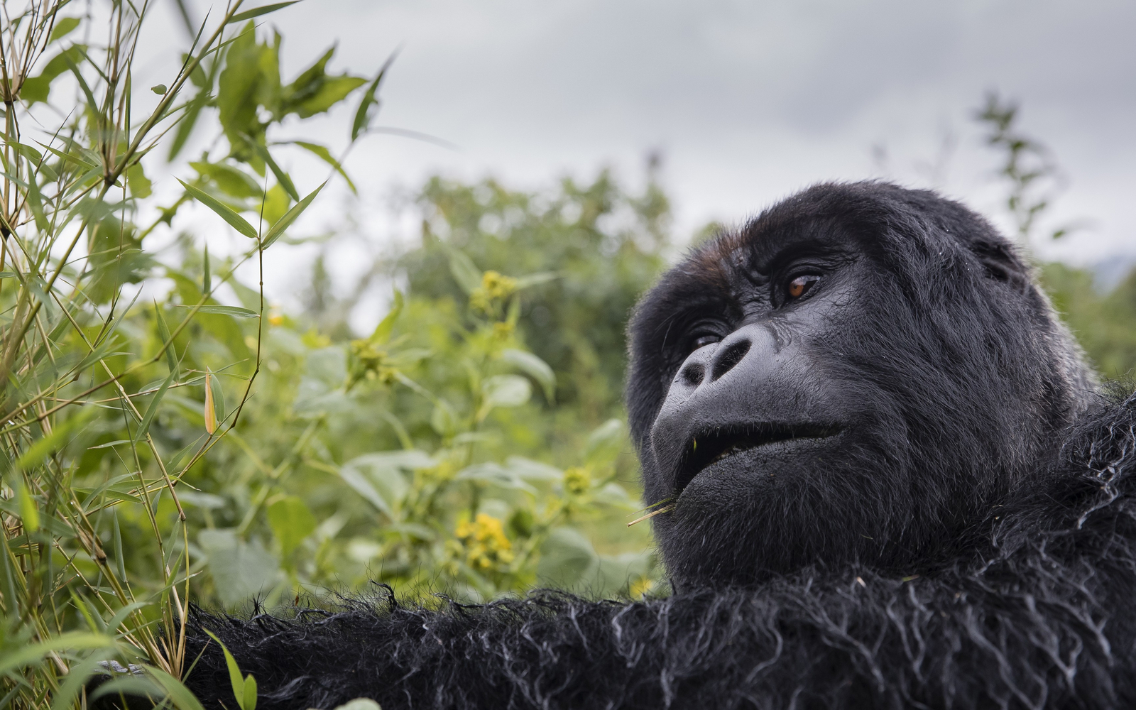Singita Kwitonda Lodge Singita Kwitonda Lodge: Gorillafrau