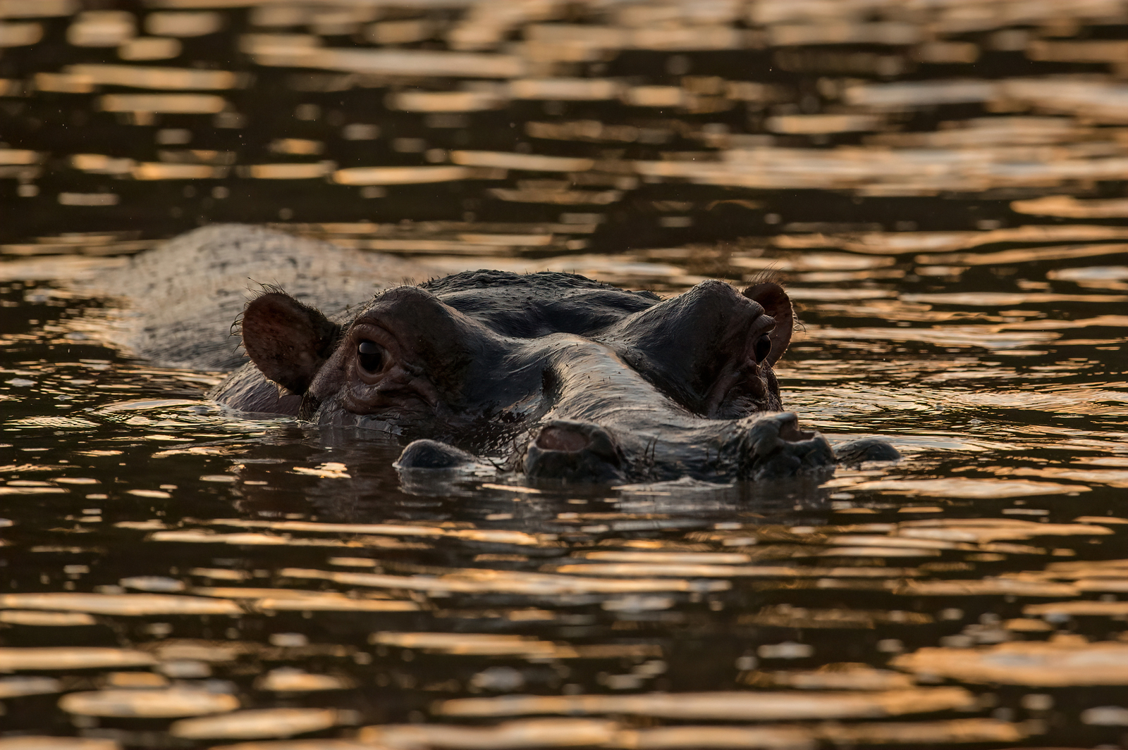 Soroi Mara Bush Camp Soroi Mara Bush Camp: Nilpferd