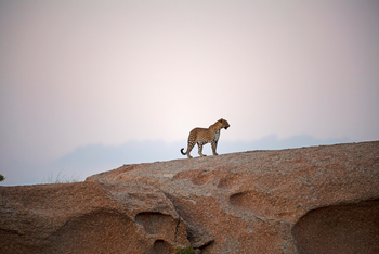 Sujan Jawai: König von Jawai