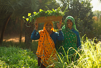 Sujan Sher Bagh: Gärtnerinnen