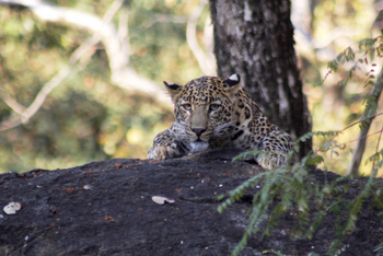 Tathastu Resort Pench: Leopard