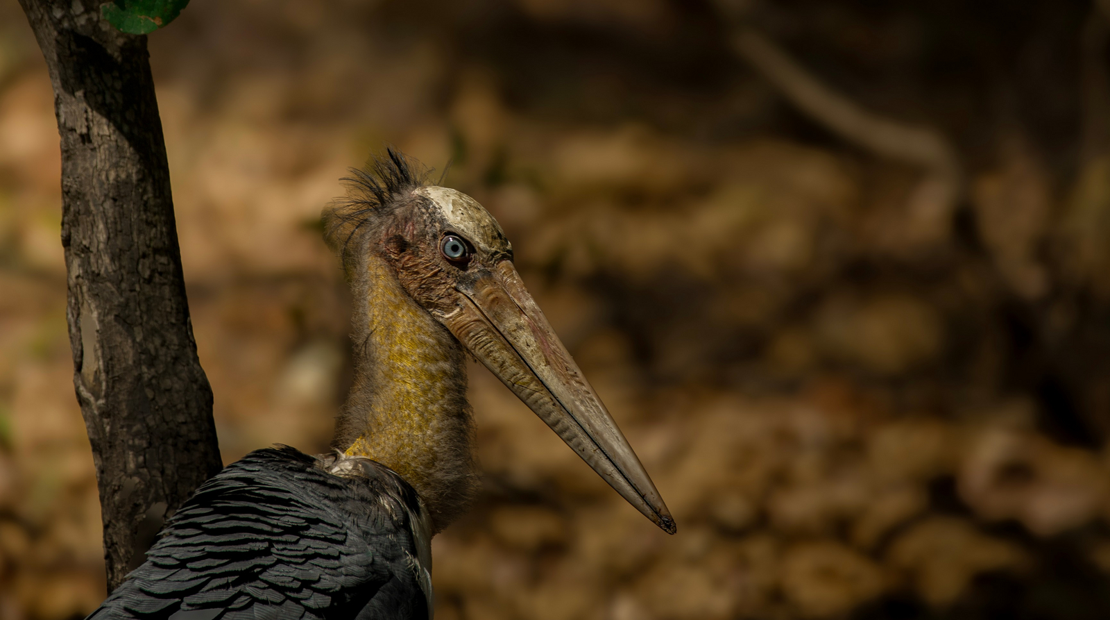 The Oberoi Vindhyavilas Wildlife Resort The Oberoi Vindhyavilas Wildlife Resort: Lesser Adjutant
