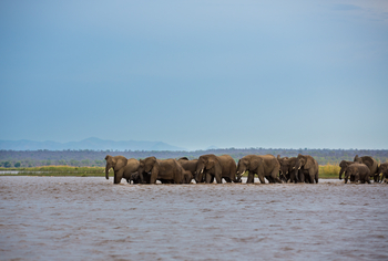 Amanzi Camp: Elefantenherde