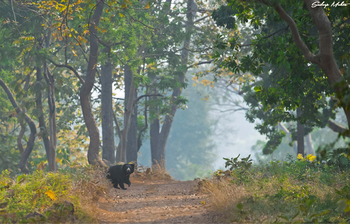 Bamboo Forest Safari Lodge: Lippenbär
