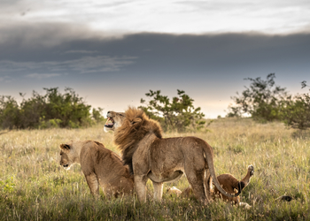 Borana Lodge Borana Lodge: Löwenfamilie im Gras