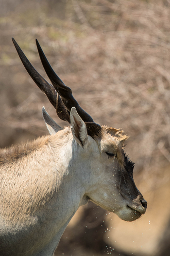 Dinaka Lodge: Elenantiliopen