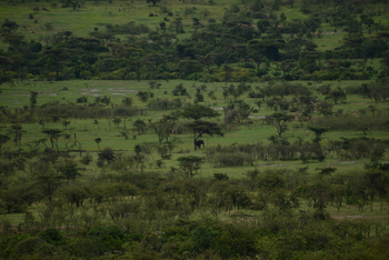 Entim Masai Mara: Elefant in der Landschaft