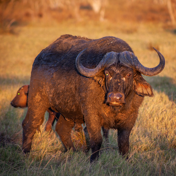 Gomoti Plains Camp: Tiere und Landschaft