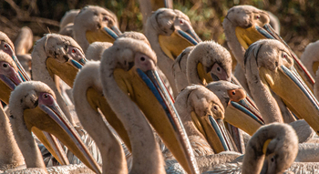 Gorongosa Safaris: Pelikane Nahaufnahme
