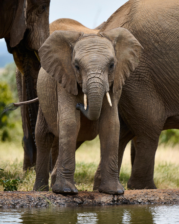 Governors' Mugie: Beobachtungsunterstand