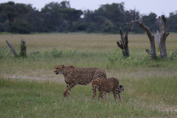 Imvelo Safaris Imvelo Safaris: Gepard mit Jungtier