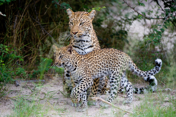 Jao Camp: Leopard und Leopardenjunges