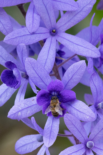 Katambuga House: Biene