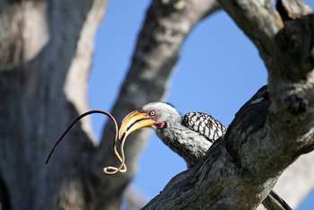 Kings Pool Camp Kings Pool Camp: Hornrabe mit Beute