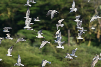 Kisima Ngeda Camp: Common Terns