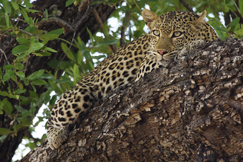 Konkamoya Lodge: Ruhender Leopard