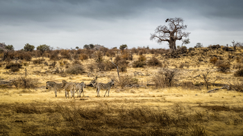 Koro River Camp: Zebras und Baobab
