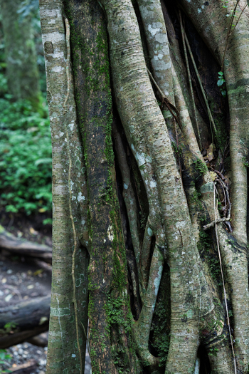 Koroi Forest Camp: Baumstamm